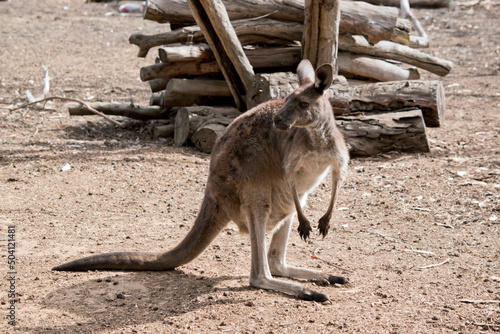 the western grey kangaroo is brown with a white chest and black nose with brown eyes