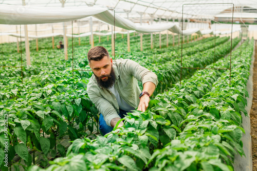 Fotografija Men in 30' small business owner checking his pepper plants in greenhouse