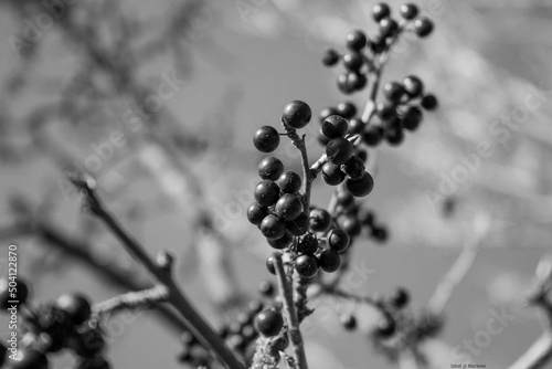 branch of a tree © totinaster