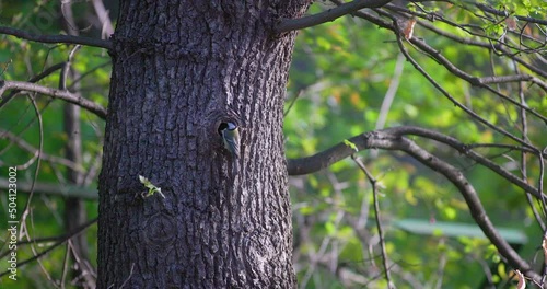 tit enters the hollow of a tree