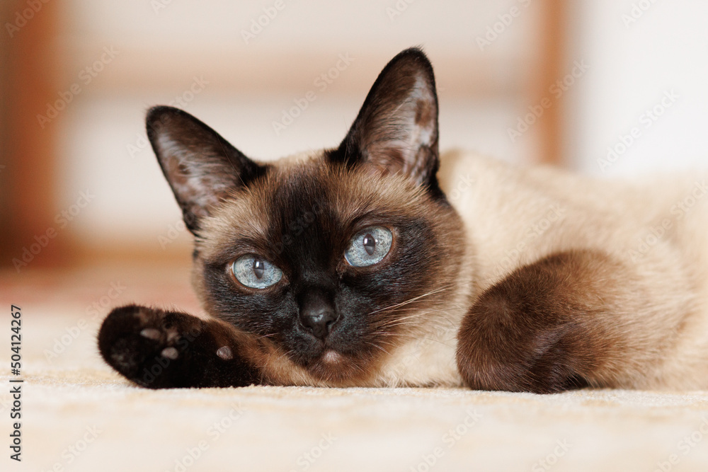 The Siamese cat lies with its head on its paw and looks at us. Selective focus on the eyes.