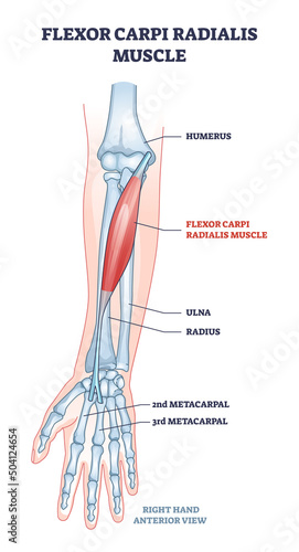 Flexor carpi radialis muscle with human arm skeleton outline diagram. Labeled educational anatomy scheme with palm metacarpal bones location and muscular system for twist movement vector illustration photo