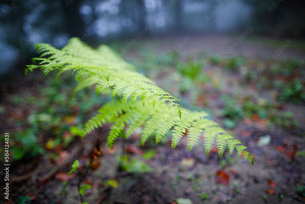 Close up de un helecho en un dia lluvioso de otoño