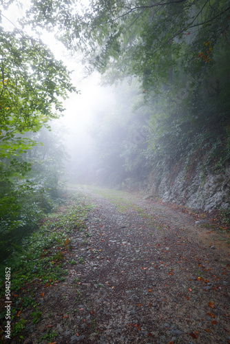 Camino en un bosque (hayedo) bajo la lluvia otoñal (niebla, bruma, humedad)