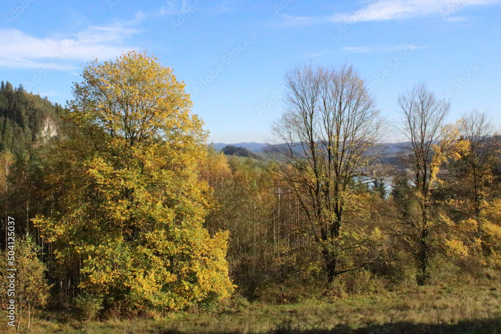 autumn in the forest