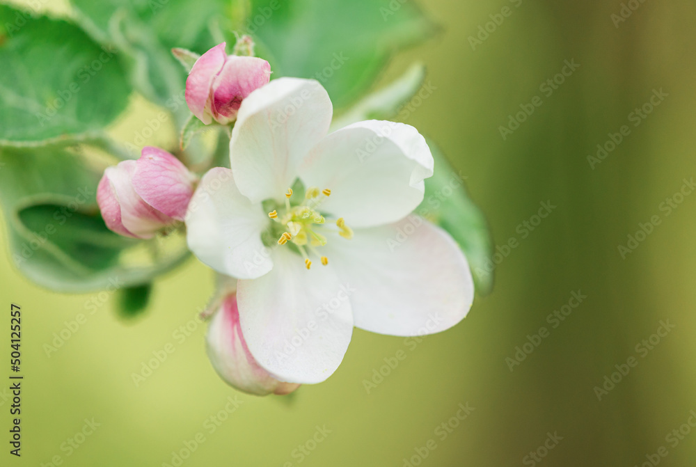 bright young flower with pink buds close up. copy space. mockup bright young flower with pink buds close up. copy space. mockup