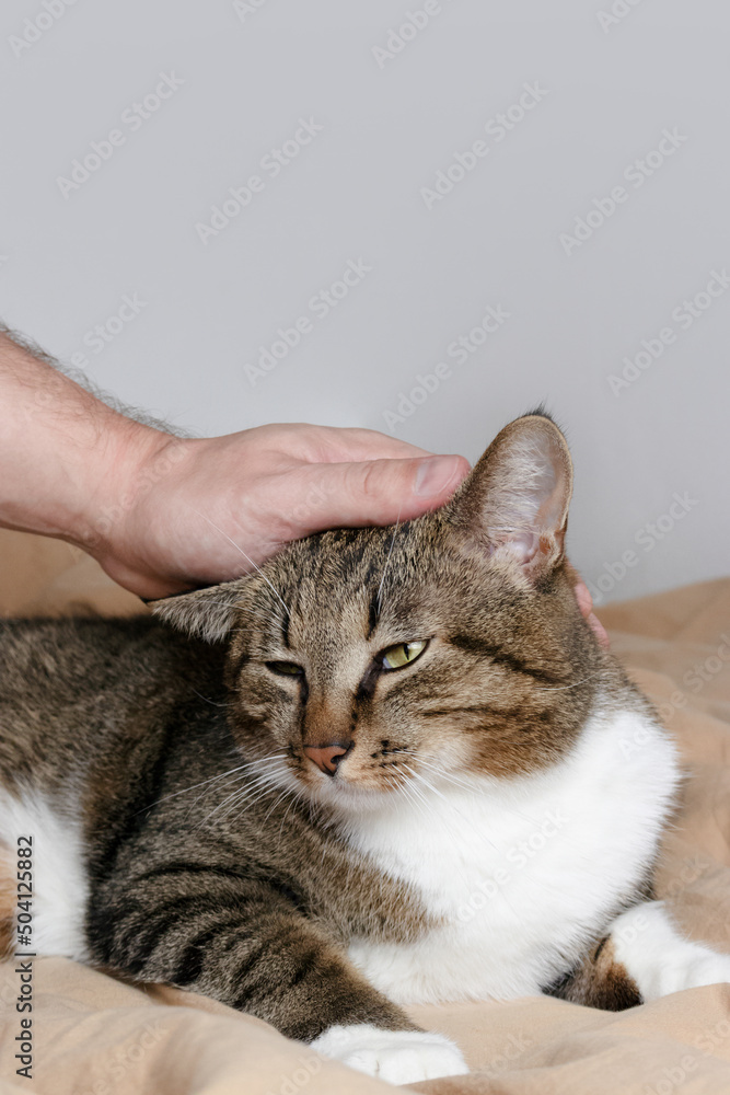Gray shorthair domestic tabby cat lying in bed. Male hand stroking domestic animal.