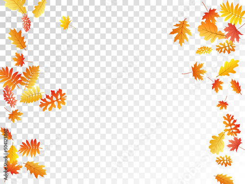 Oak, maple, wild ash rowan leaves vector, autumn foliage on transparent background.