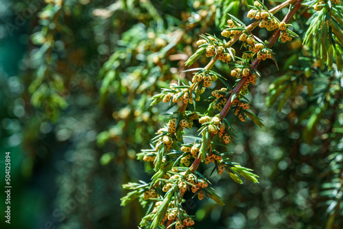 Juniper Juniperus communis Horstmann in bloom on green garden background. Close-up on needles and flowers on juniper branches. Nature concept for spring design. Selective focus photo
