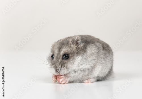 gray hamster on a white background holds food in its paws close up. copy space. mockup