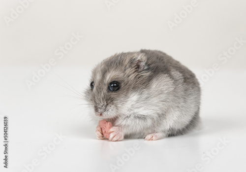 cute hamster on a white background holding food in its paws close up. copy space. mockup