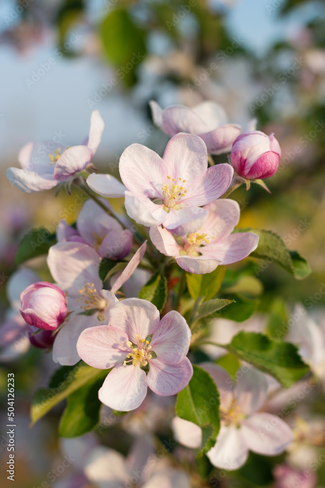 kwiat natura flowers ogród sad sadownictwo piękno natury kwitnący sad kwitnienie kwitnące kwiaty さかん garden kwiat natura flowers ogród sad sadownictwo piękno natury kwitnący sad kwitnienie kwitnące kwiaty さかん garden