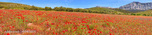 Poppy meadow