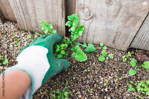 Billede på lærred weeds removed by hand wearing gardening gloves, gardening and taking care of you