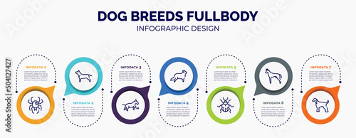 infographic for dog breeds fullbody concept. vector infographic template with icons and 7 option or steps. included spider black widow, american staffordshire terrier, bulterrier, bernese mountain,