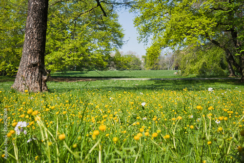 Fototapeta Naklejka Na Ścianę i Meble -  Blume auf einer Wiese im Frühling, Park Palmengarten, Leipzig, Deutschland