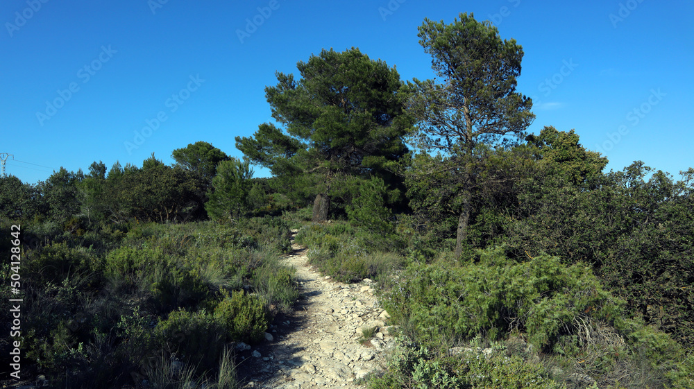 Path with stones in the forest in the mountains of Spain. Province of Alicante, Carasqueta pass. Pines and thorny bushes. Spring Path with stones in the forest in the mountains of Spain. Province of Alicante, Carasqueta pass. Pines and thorny bushes. Spring