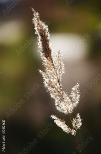 Common reed herbaceous plant