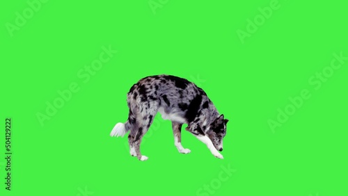 Border Collie running and searching for food pieces on a Green Screen, Chroma Key.