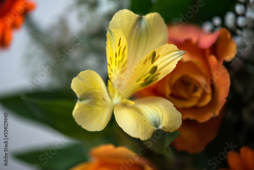 yellow flower in the garden