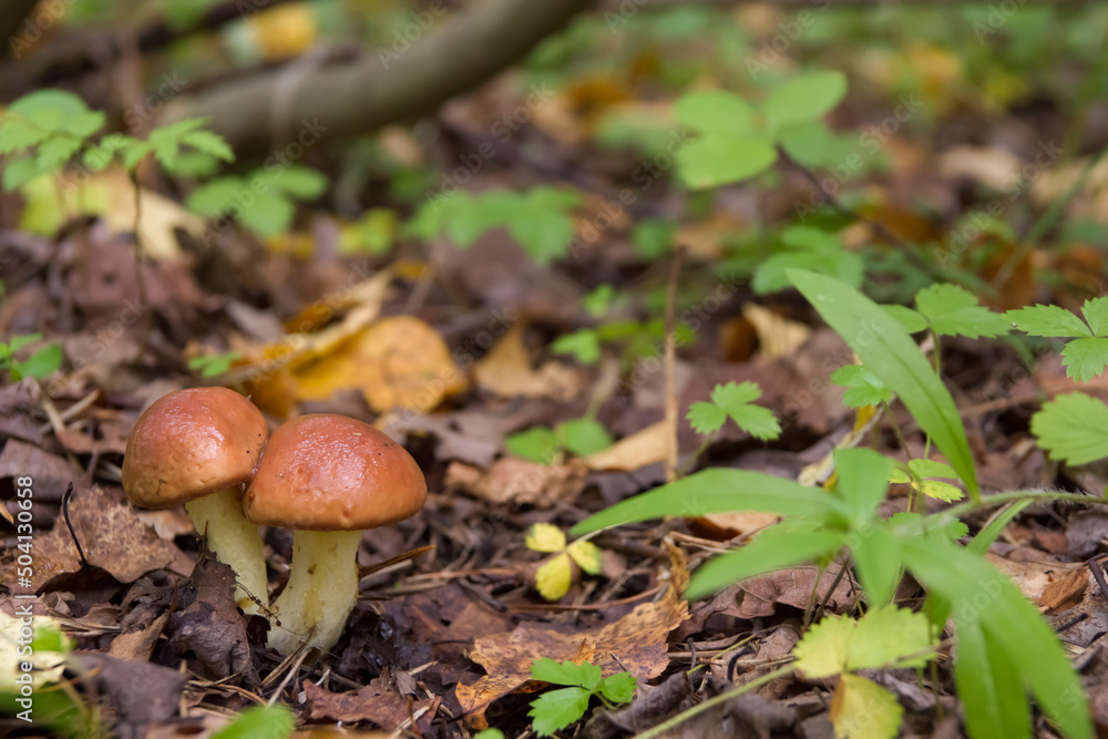 butter mushrooms in the forest grass in a clearing butter mushrooms in the forest grass in a clearing
