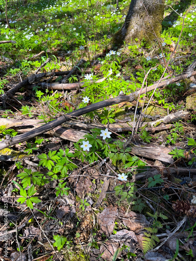 Fototapeta premium Tender wild white flowers in the forest 