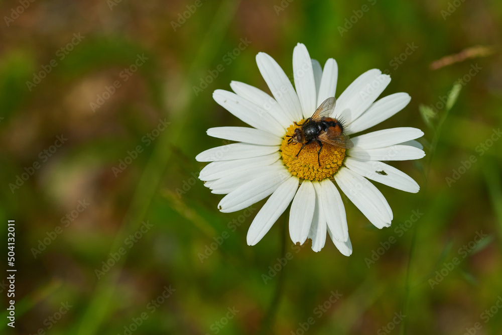 Magerwiesen-Margerite mit Igelfliege - Tachina fera
Magerwiesen-Margerite mit Igelfliege - Tachina fera