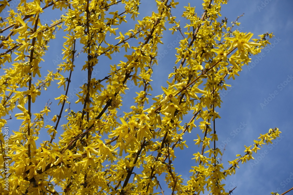 Backdrop - branches of blossoming forsythia against blue sky in mid March