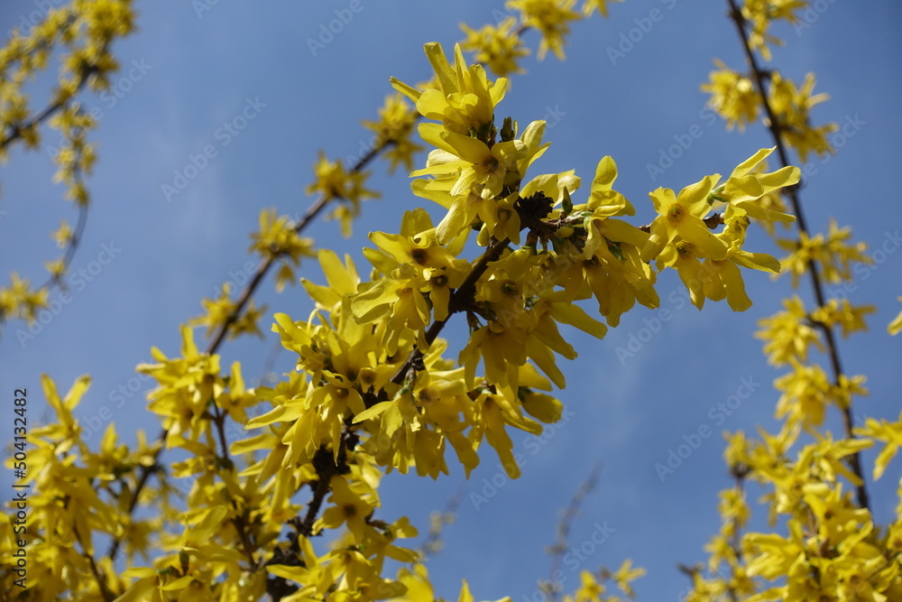 Blossom of forsythia against blue sky in mid March Blossom of forsythia against blue sky in mid March