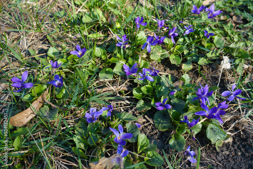 Multiple purple flowers of dog violets in mid March