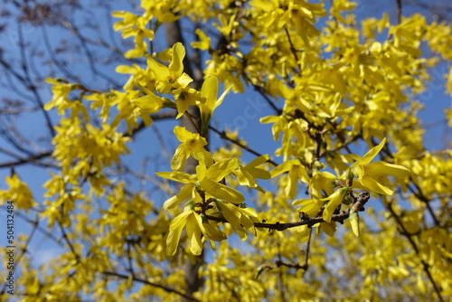 Bright yellow flowers of forsythia against blue sky in mid March