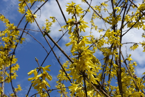 Brown branches of forsythia with yellow flowers against blue sky in mid March