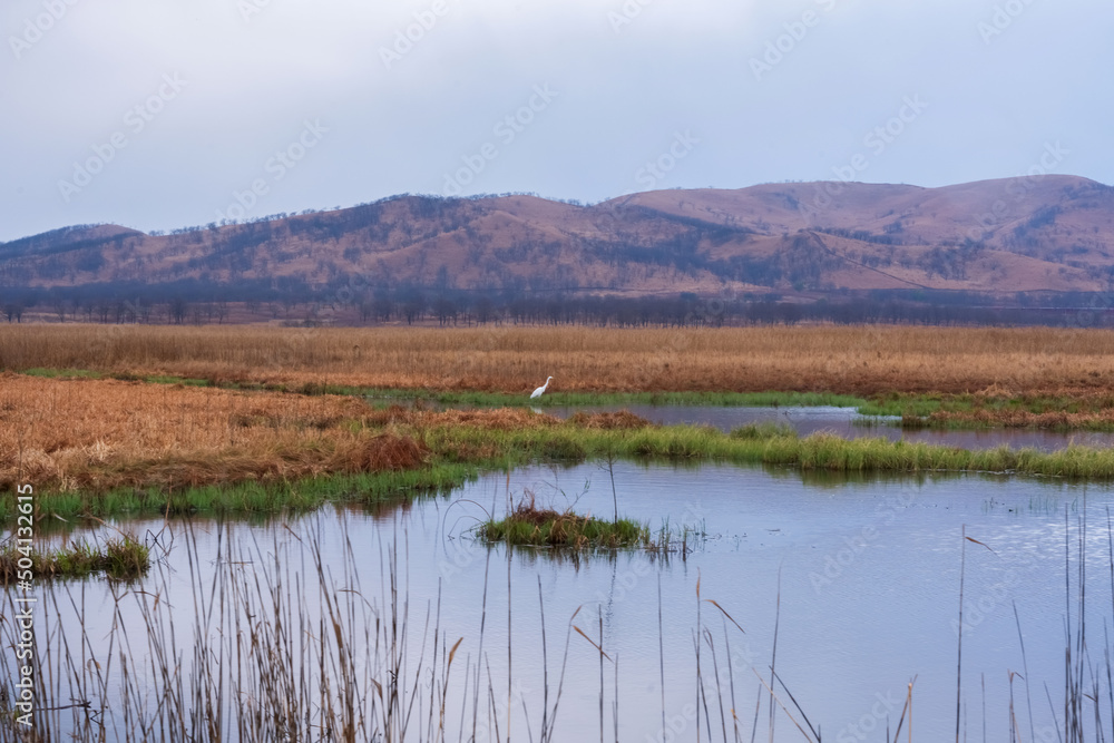 A great heron hunts in the morning foggy swamp. Beautiful landscape