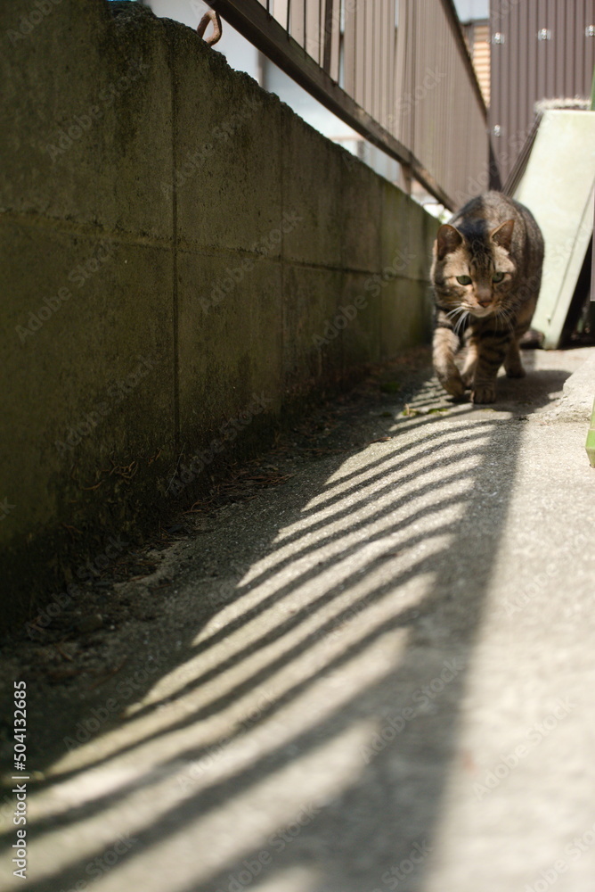 Obraz premium 路地裏の猫