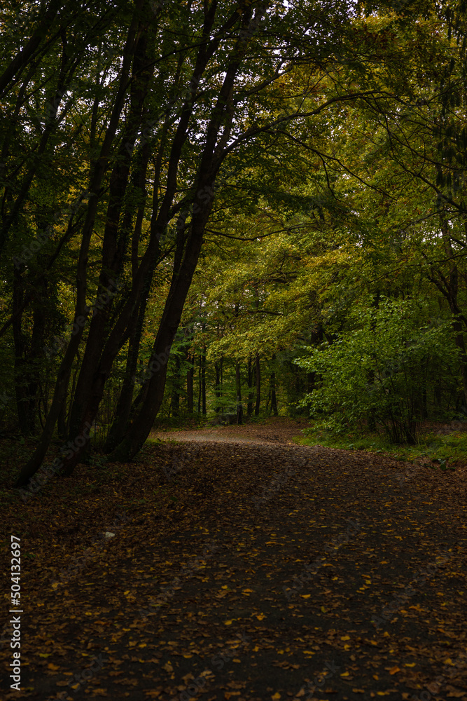 Fototapeta premium Moody autumn view in the forest. Fall season background photo