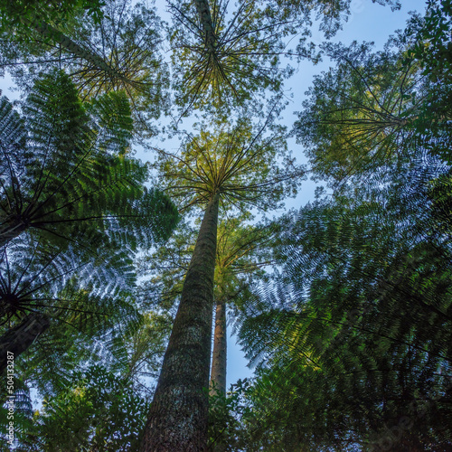 Low angle view of giant trees in the Redwood forest in Rotorua  New Zealand. Vertical format.