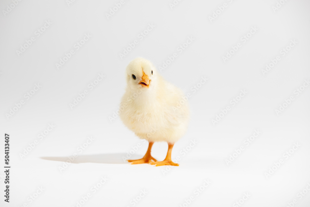 Obraz premium Cute little yellow baby chicken isolated on white background