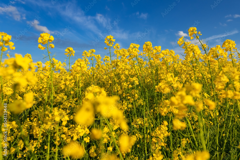 Rapeseed field (Brassica napus) with yellow flowers in a rural area near Iserlohn Sauerland Germany on a sunny spring day with blue sky. Blooming plants for fuel and nutrition with selective focus. Rapeseed field (Brassica napus) with yellow flowers in a rural area near Iserlohn Sauerland Germany on a sunny spring day with blue sky. Blooming plants for fuel and nutrition with selective focus.