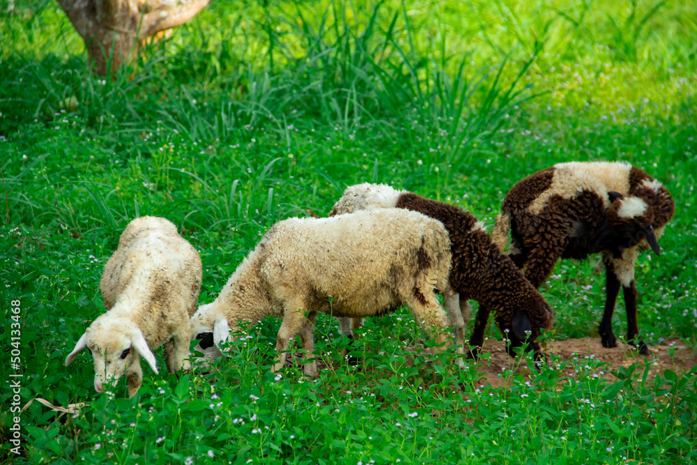 Goat animal eating green grass Goat animal eating green grass