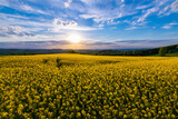 Colorful Rapeseed field panorama with yellow flowers (Brassica napus)  in a rural area near Iserlohn Kesbern Sauerland Germany on a sunny spring evening with low sun above horizon. Crop for fuel.
