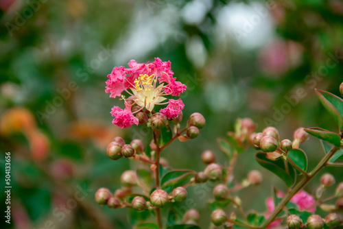 Beautiful pink lagerstroemia indica ornamental plant flower