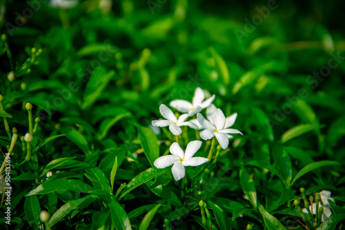 White jasmine flower on green leaf background © OYeah