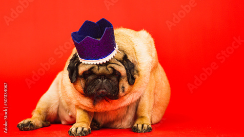 Cute dog with crown on head. Pug with blue crown posing on red background.