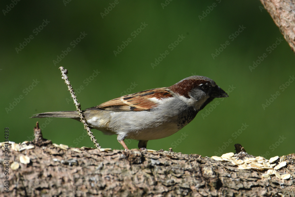 Spatz Spatz