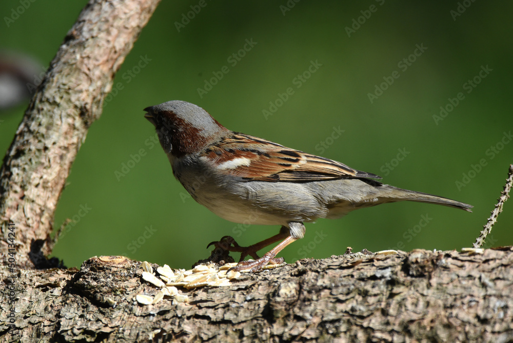 Spatz Spatz