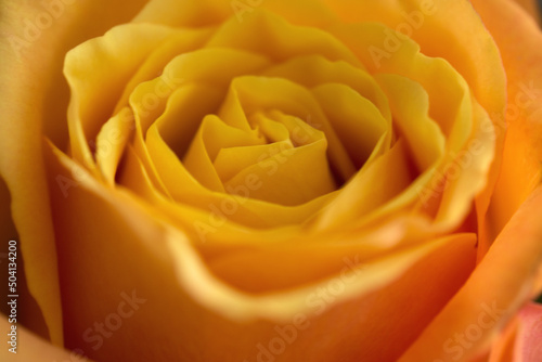 yellow rose closeup