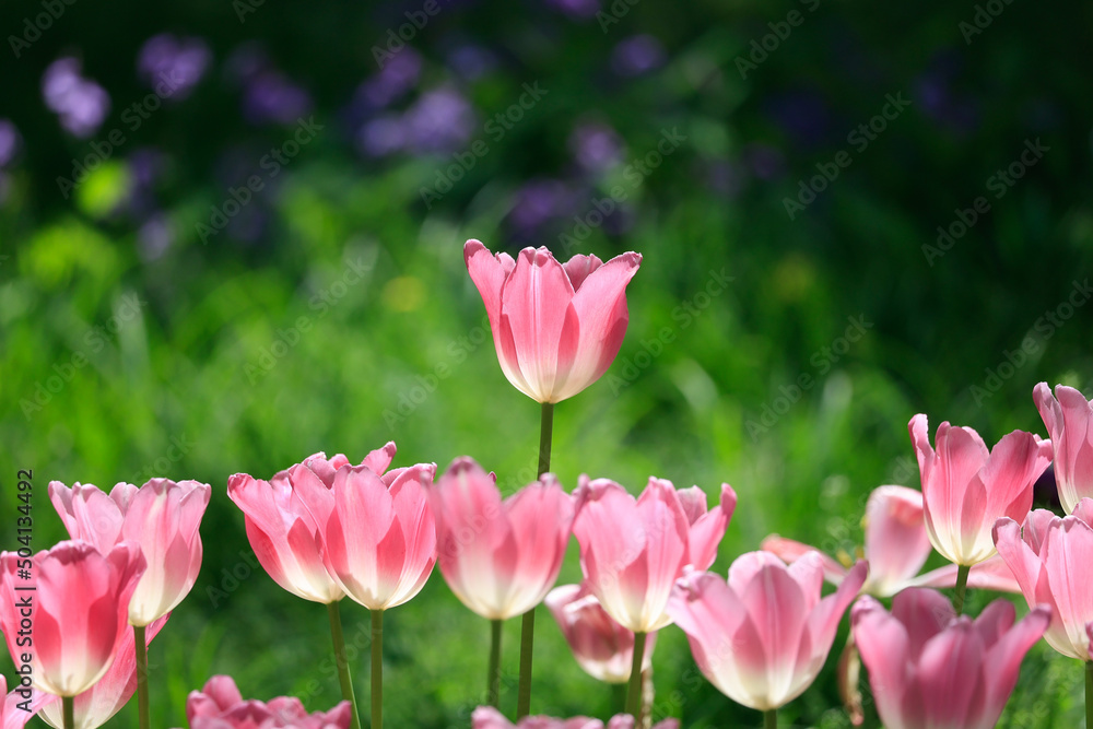 Tulip Flower Spring
