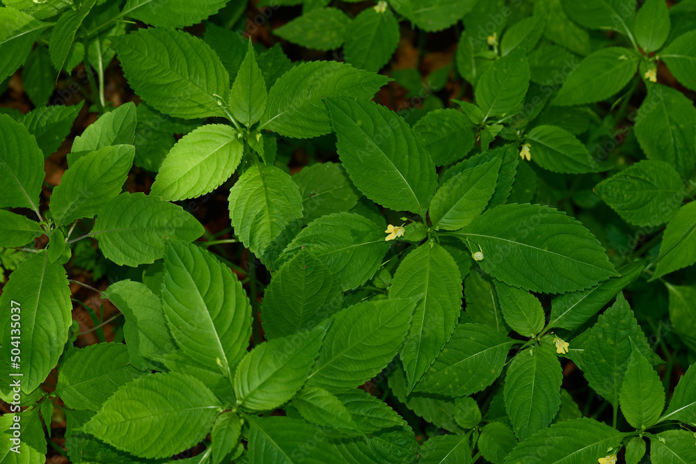 Kleines Springkraut (Impatiens parviflora) Kleines Springkraut (Impatiens parviflora)