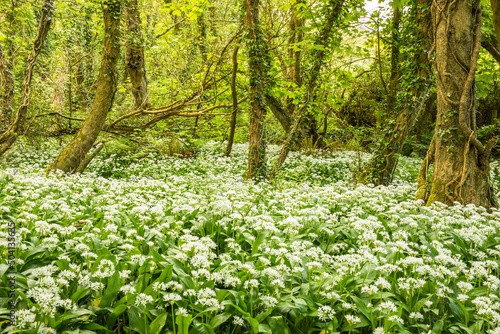 Springtime woodland walk in Pembrokeshire, Wales