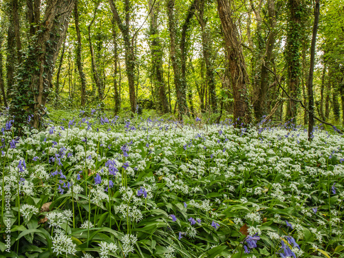 Springtime woodland walk in Pembrokeshire, Wales